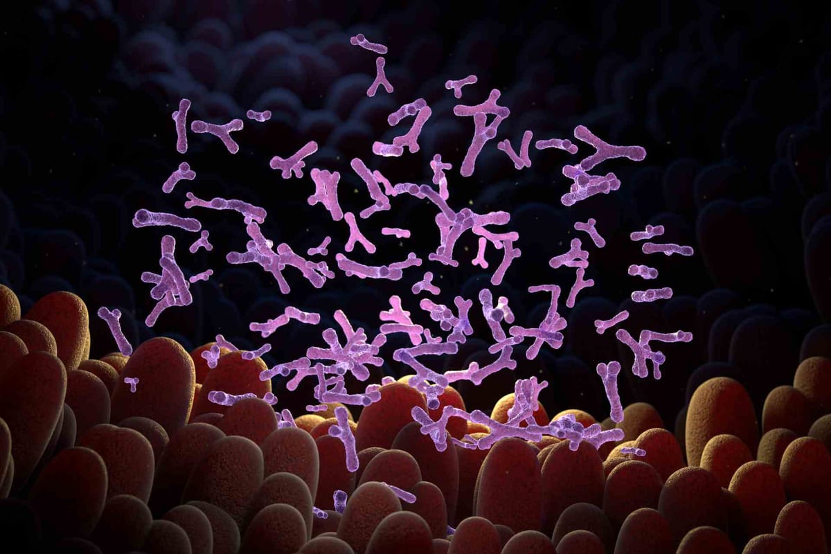 Бифидобактерии в пробиотиках: как выбрать поддержку для микробиоты