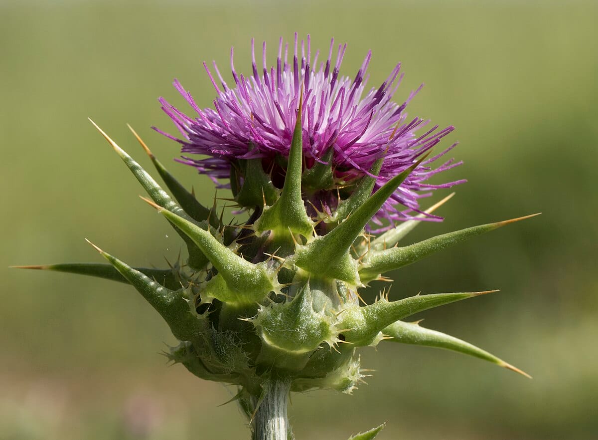 Расторопша пятнистая и здоровье печени: мифы, факты и практический подход