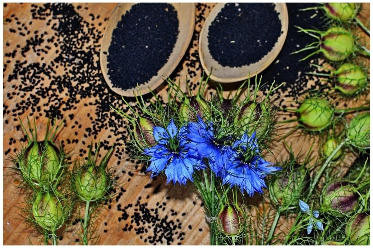 Черный тмин: как разумно использовать популярный натуральный продукт