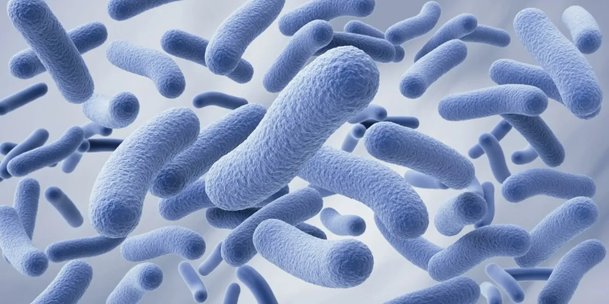 Лактобациллы после антибиотиков и стресса: как поддержать микрофлору и пищеварение