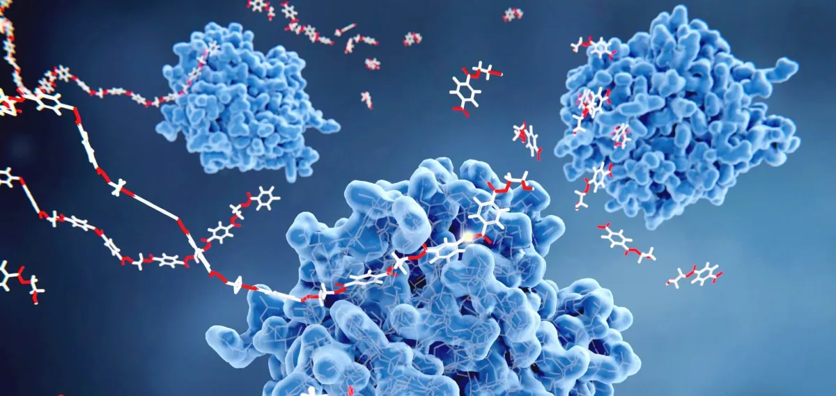 Пищеварительные ферменты после еды: причины дискомфорта и способы поддержки