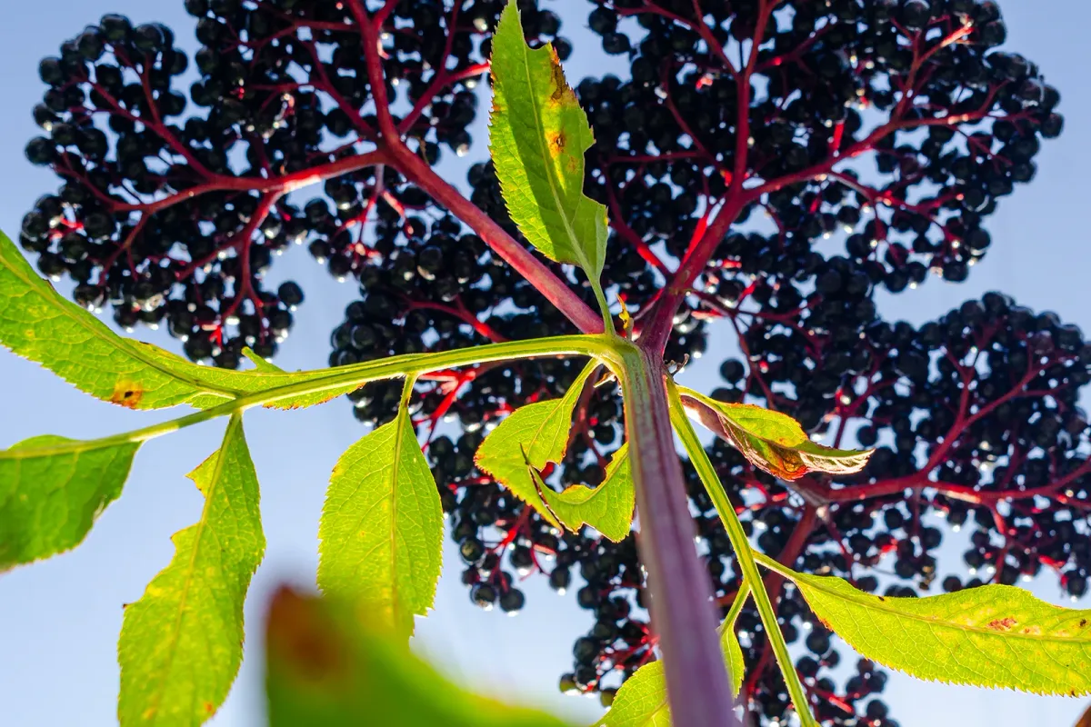 Бузина (Sambucus) в доказательном подходе к профилактике и заботе о себе