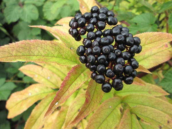 Бузина (Sambucus) для сезонной поддержки, иммунитета и самочувствия