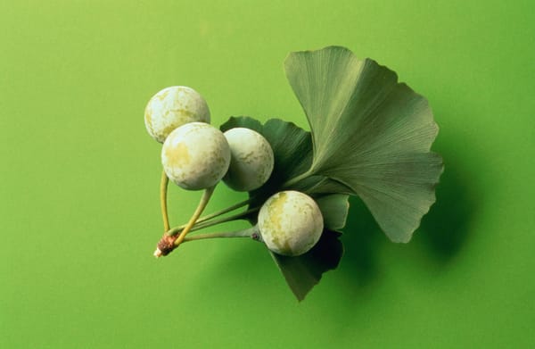 Гинкго Билоба для мозга у взрослых: как сон, питание и снижение шума помогают концентрации