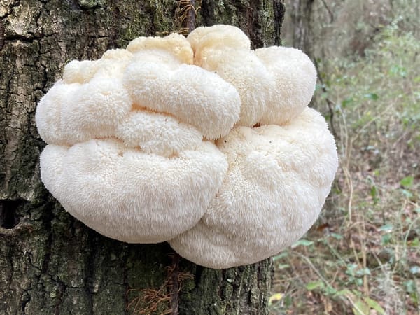 Ежовик гребенчатый для мозга после 30: как связаны стресс, сон и ясность мышления