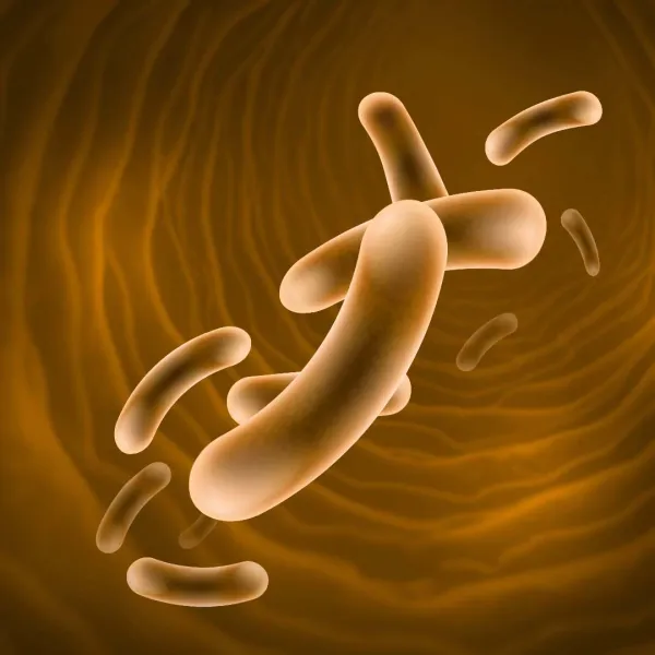 Как лактобактерии реутери связаны с микробиотой, пищеварением и долголетием