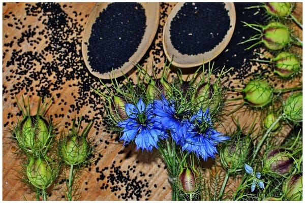 Черный тмин: как разумно использовать популярный натуральный продукт