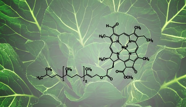Хлорофилл: польза, свойства и место в современном подходе к здоровью