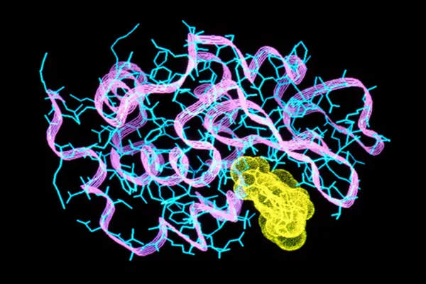 Пищеварительные ферменты и правильное питание: что важно знать для здоровья