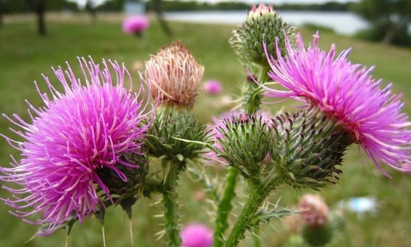 Расторопша пятнистая: польза, свойства и место в поддержке здоровья печени